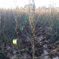 Nursery seedlings of fruit apples pears plums cherries Poland